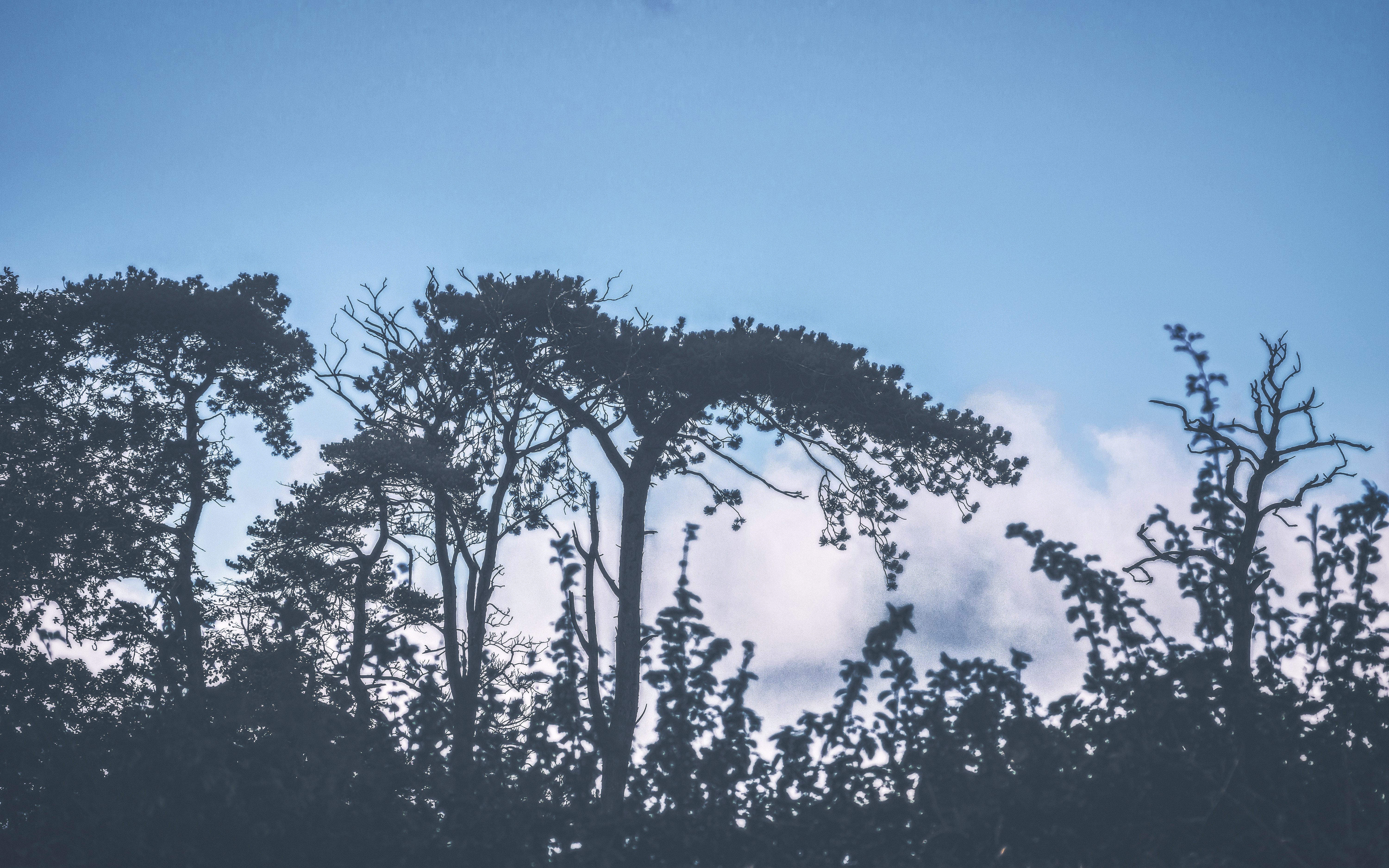 silhouette of trees under blue sky